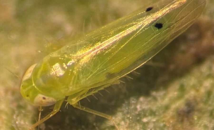 two spot cotton leafhopper adult featured 768x466